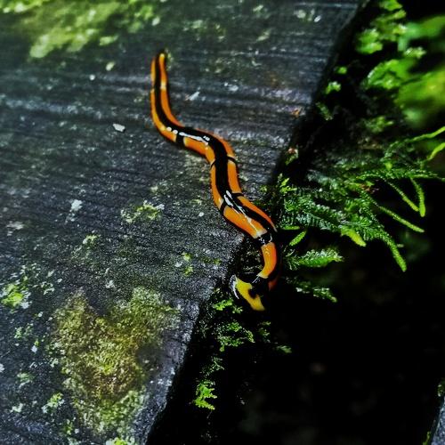 Mini Predator