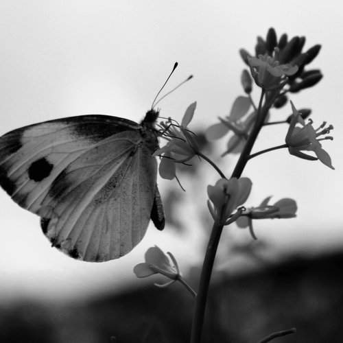The Beauty of a Tender butterfly
