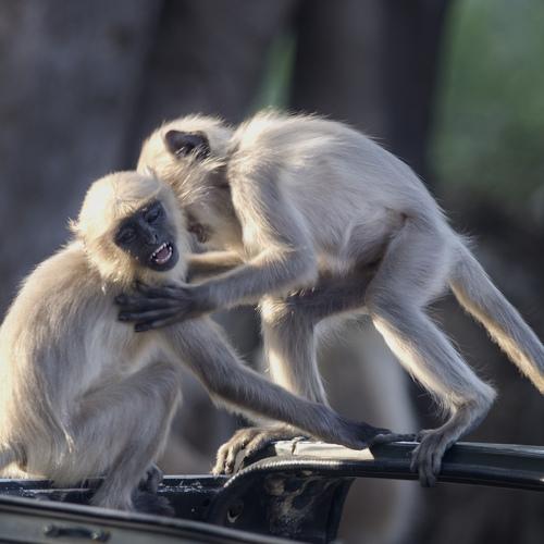 monkey