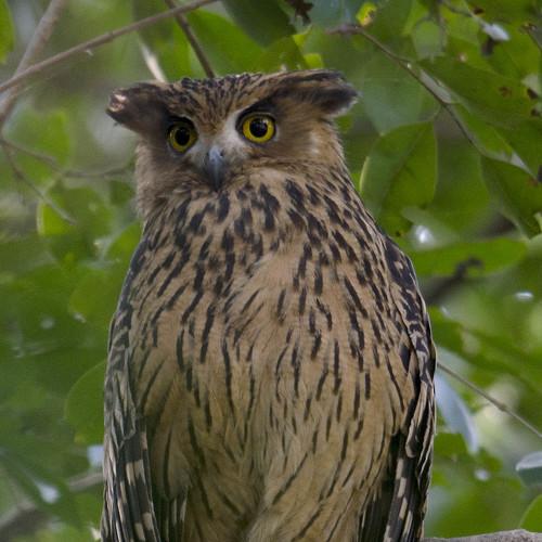 owl