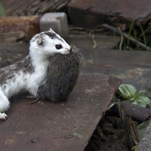 Ласка