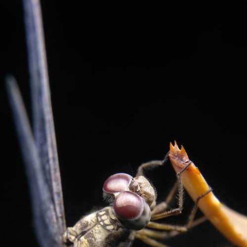 Macro Shot