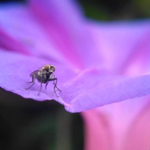 Macro shot