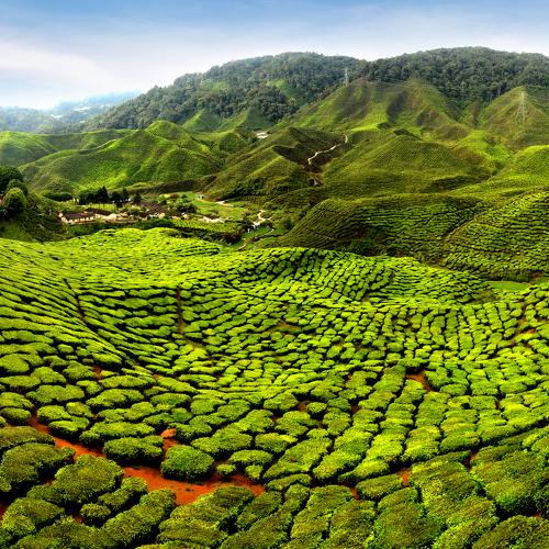 Cameron highland
