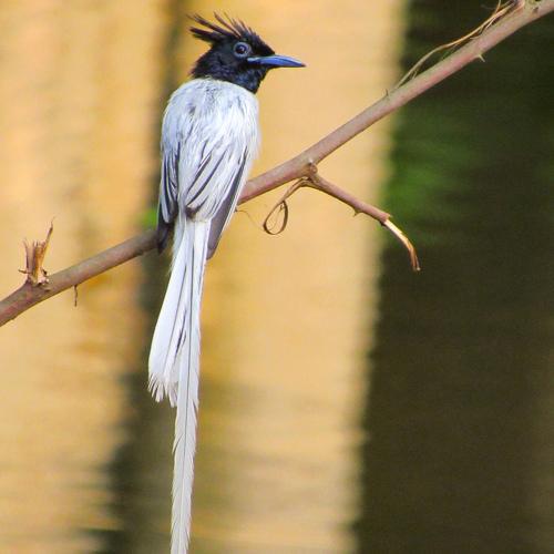 Asian Paradise fly catcher ( white morph)