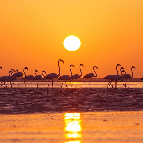 Pink Beauty with Golden Sunset