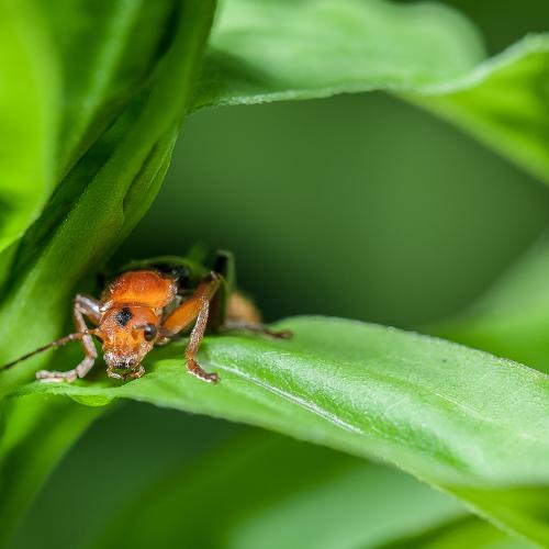 Лесной страж (жук -пожарник)