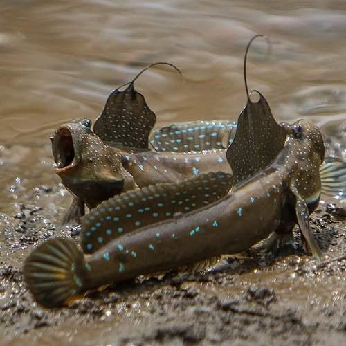 Fish Battle on Land