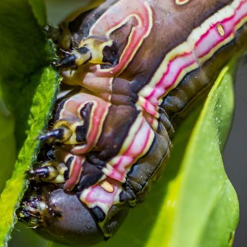 worm Spodoptera ornithogalli