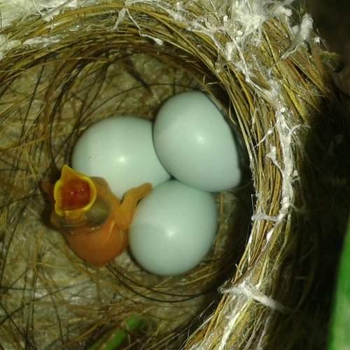 new born bird