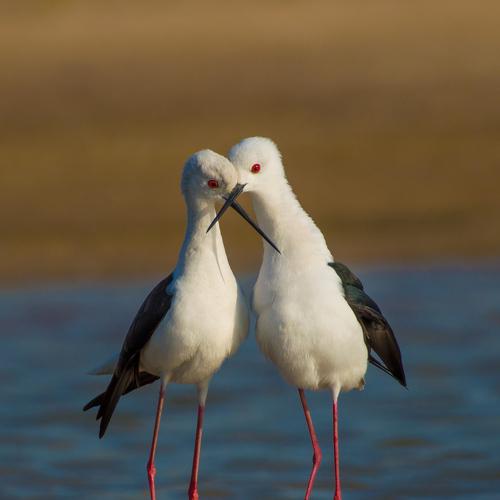 Black-winged stilt