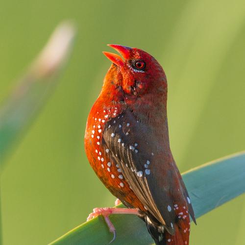 Red avadavat