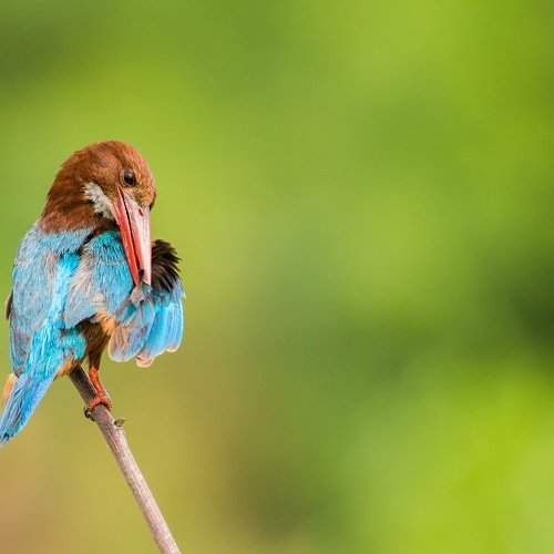 white-throated kingfisher