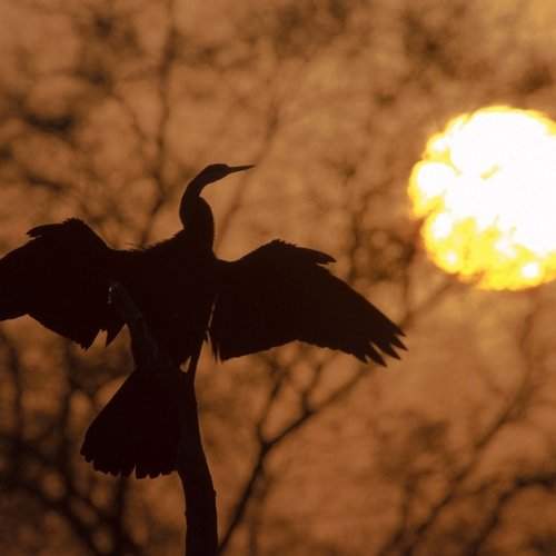 Indian Darter