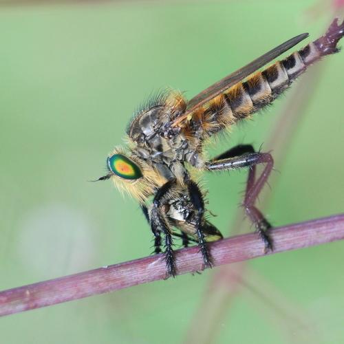Roberfly with kill.