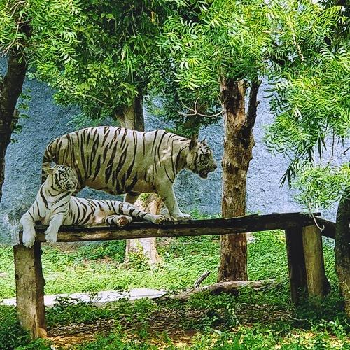 White tiger