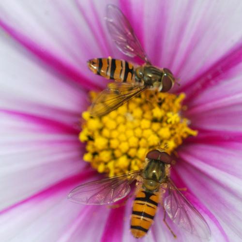 Insects (Насекомые)