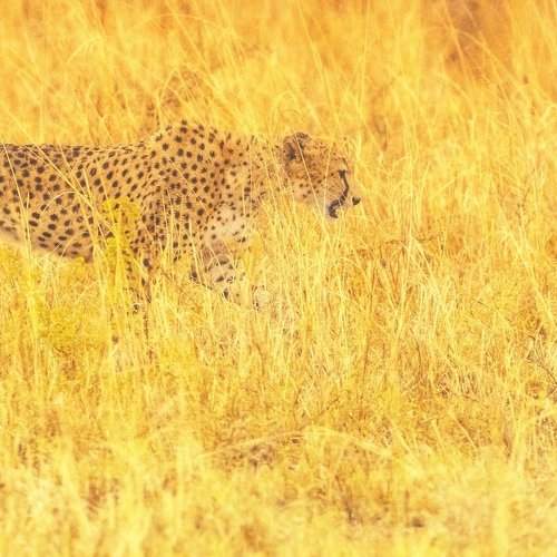 the faster predator of savanas