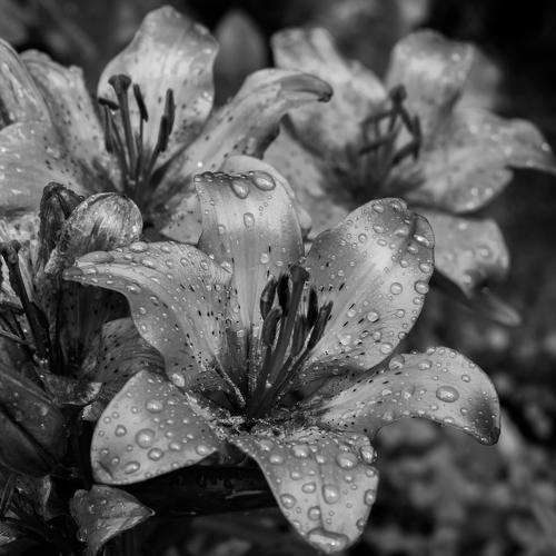 Lily