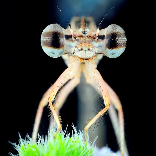 Dragonfly needle