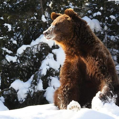 wild bear in nature