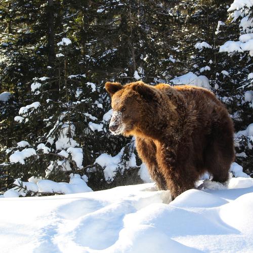 wild bear