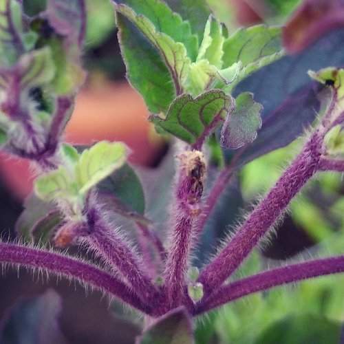 Micro photography