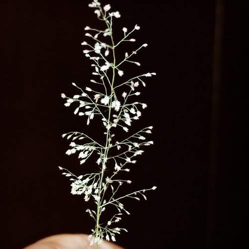 Micro photography