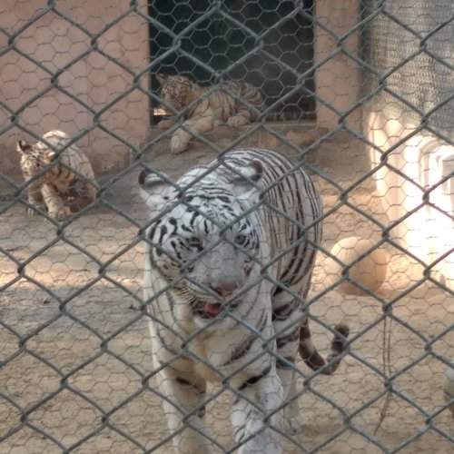 Wildlife
