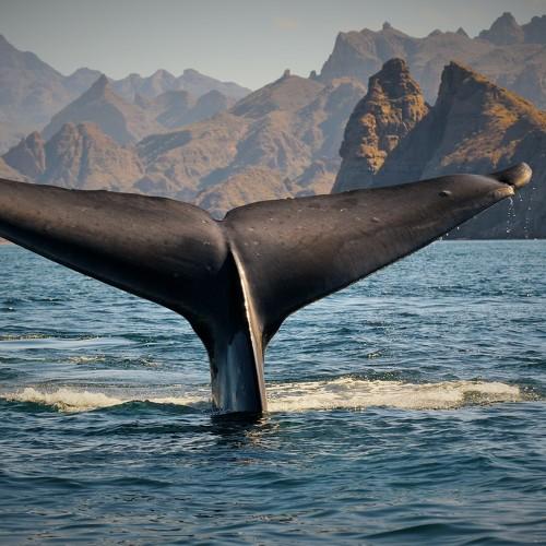 Blue Whale Caudal Fin