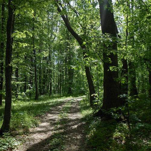 Summer green forest