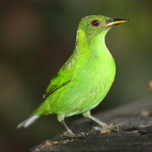 bird in puerto vieja de sarapiqui