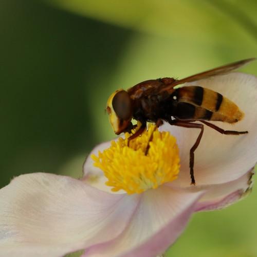 Spanish bee