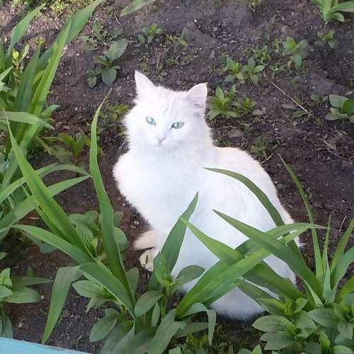 Снежок