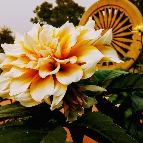 Indian Chakra and petals