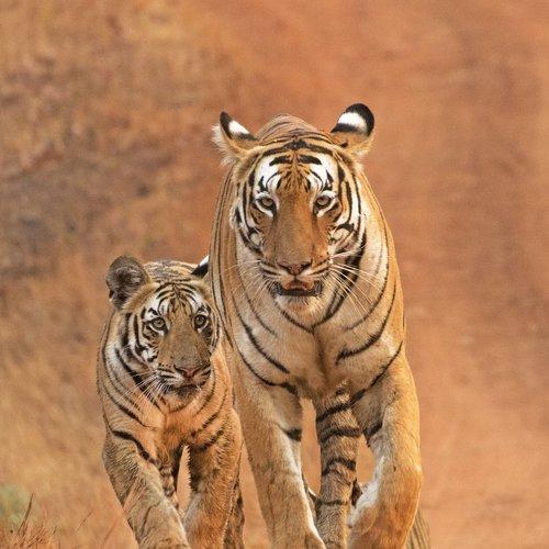 Royal mother and Cub