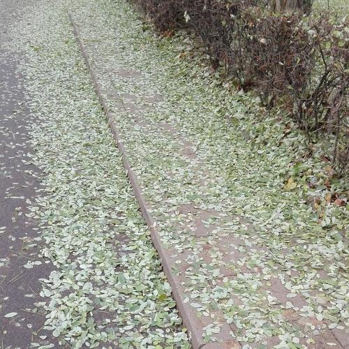 Городское поле.