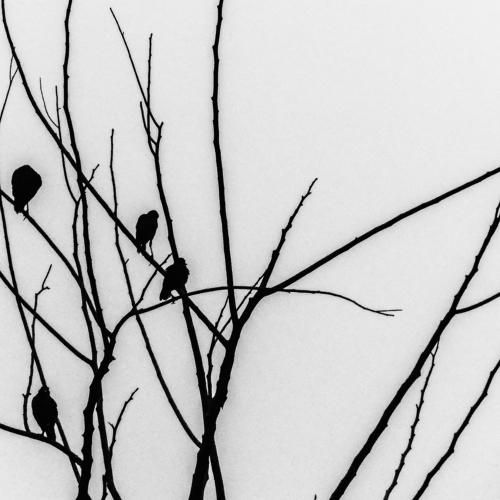 Photo #1947414