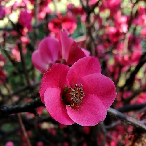 Flower Close up