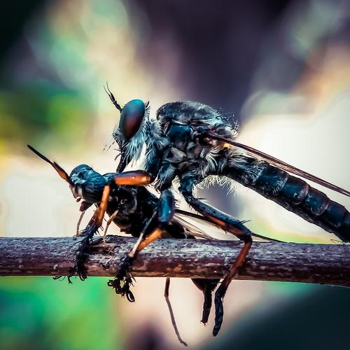 cannibal insect