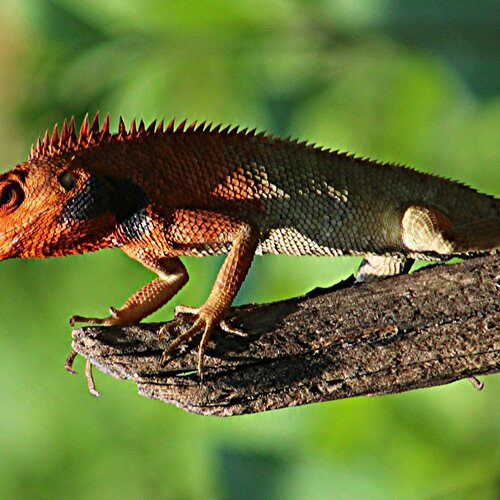 A lizard