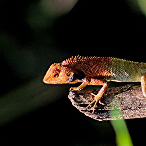Lizard