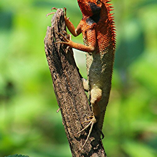 Lizard