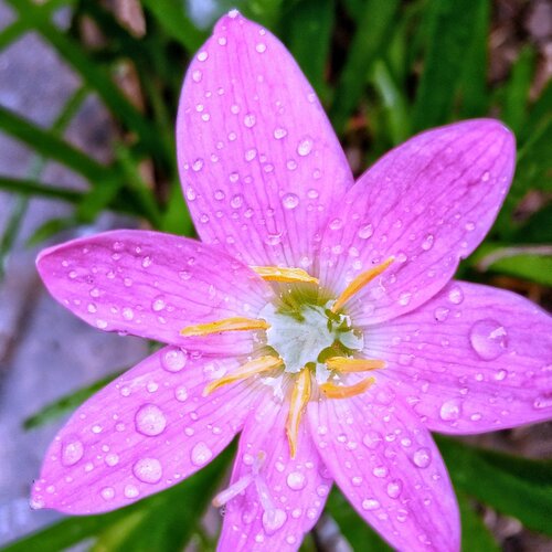 Beauty of blossom