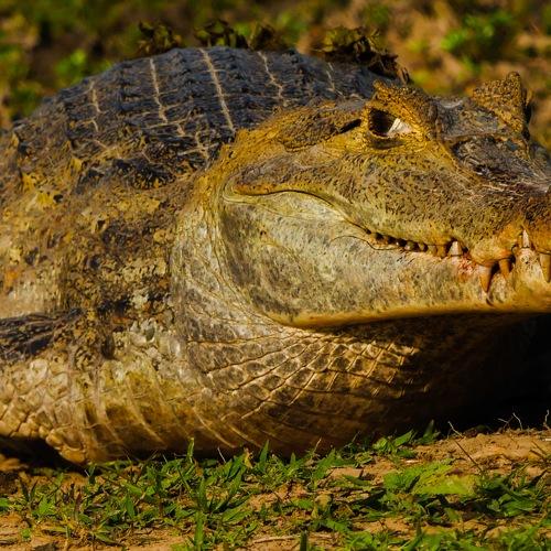 Caimán Llanero o Cocodrilo del Orinoco