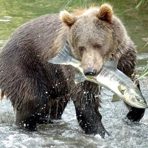 Fishing bear