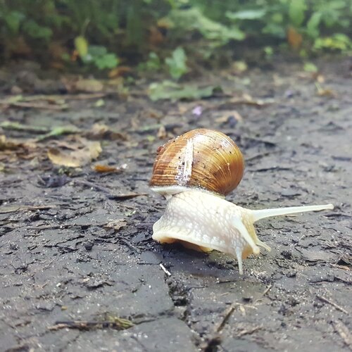 snail
