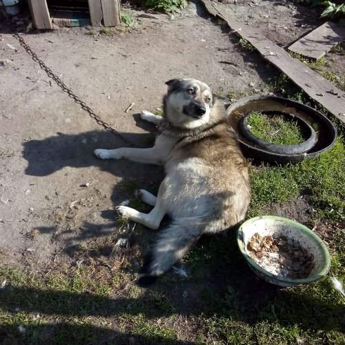 Бобик