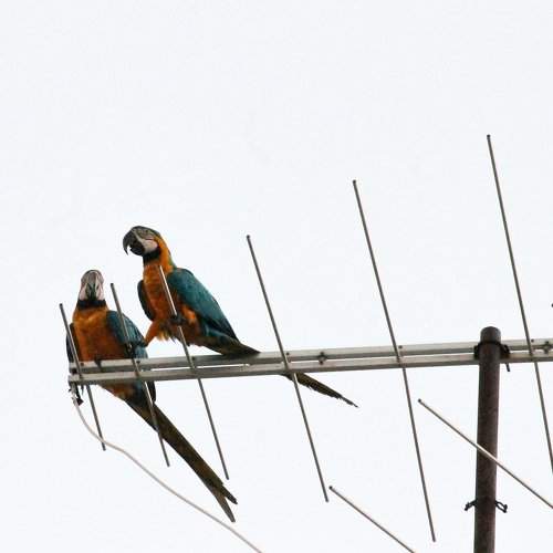 guacamayo azulamarillo (Ara ararauna)