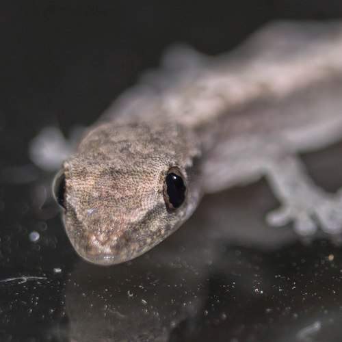 tuqueque  (Hemidactylus mabouia)
